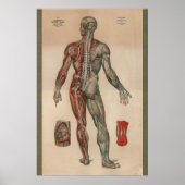 Spier Anatomie Grafiek 1851 Poster (Voorkant)