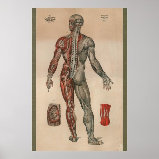 Spier Anatomie Grafiek 1851 Poster (Voorkant)