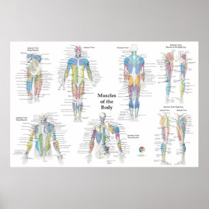 Spier Anatomie Posterior Anterior Poster