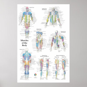 Spier Anatomie Posterior Anterior Poster