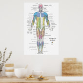 Spier Anatomie Vooraanzicht Grafiek Poster (Keuken)