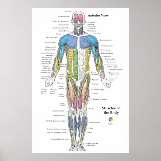 Spier Anatomie Vooraanzicht Grafiek Poster (Voorkant)