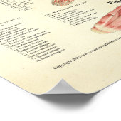 Spier en viscera van het Vrouw Anatomie Poster (Hoek)