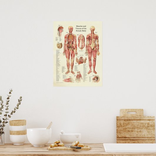 Spier en viscera van het Vrouw Anatomie Poster (Keuken)