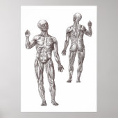 Spier Mannen Sport Geneesmiddel Humaan Anatomie Poster (Voorkant)