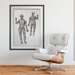 Spier Mannen Sport Geneesmiddel Humaan Anatomie Poster