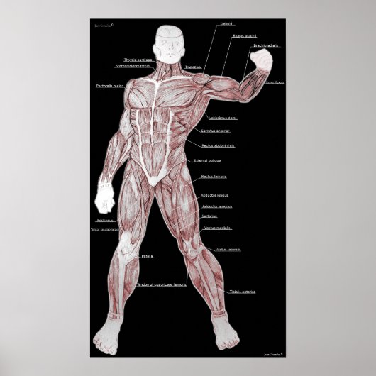 Spieranatomie Poster (Voorkant)
