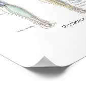 Spieranatomie Poster Diepe Lagen (Hoek)