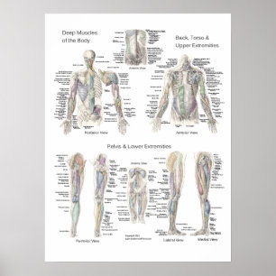 Spieranatomie Poster Diepe Lagen