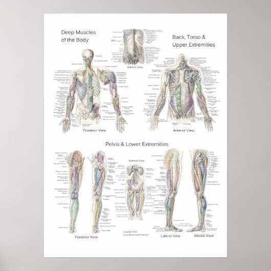 Spieranatomie Poster Diepe Lagen (Voorkant)