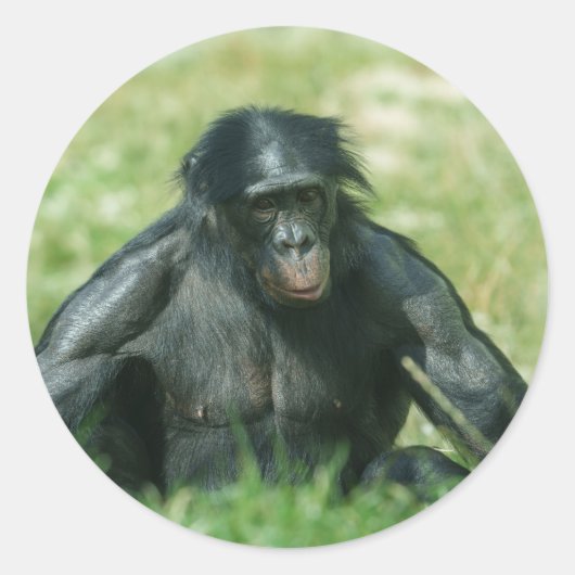 Spierbonobo in het gras ronde sticker (Voorkant)