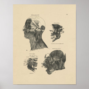 spieren Anatomie 1880 Afdrukken Poster