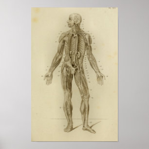 Spieren Arteries Anatomie Afdrukken Poster