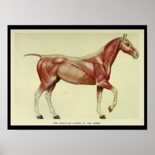  spieren van de anatomie van paarden poster