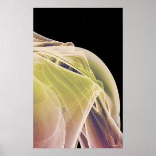Spieren van schouder 4 poster