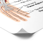 Spieren van voorzijde en achterste uitzicht van de poster (Hoek)