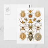 Spiers Briefkaart (Voorkant / Achterkant)