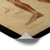 Spierspieren Interne  humane anatomie Afdrukken Poster (Hoek)