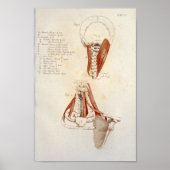Spierspijn Anatomie Afdrukken nek Cervicale Spine Poster (Voorkant)