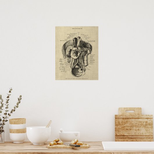 Spijsverteringsstelsel Anatomie print 3 Gastro-ent (Keuken)