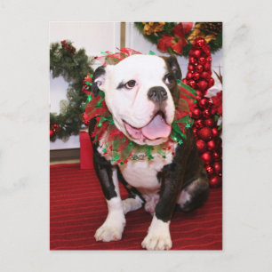 Spike - English Bulldog - Kahley Briefkaart