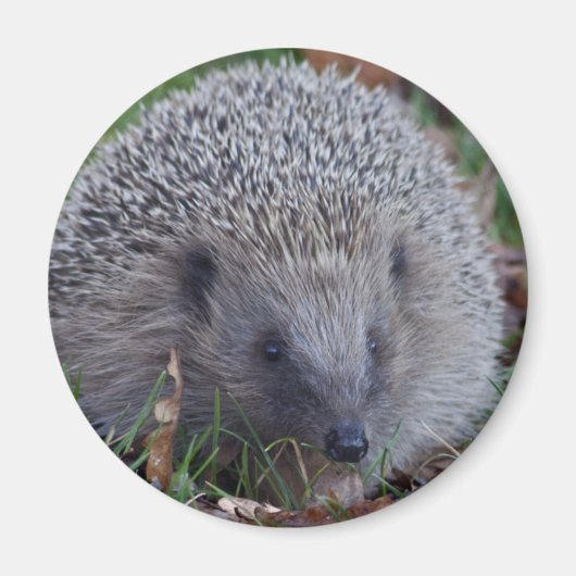 Spike Magnet Magneet (Voorkant)