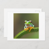 Spikey blad met kikker briefkaart (Voorkant / Achterkant)