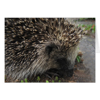 Spiky the hedgehog - Carte