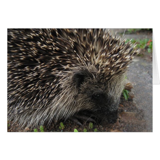 Spiky the hedgehog - Carte (Devant horizontal)
