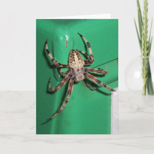 Spin 7704 - Verticaal Kaart