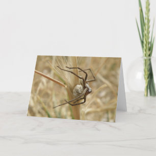 Spin en Eierzak Wenskaart Kaart