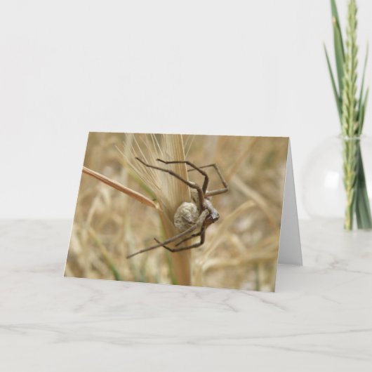 Spin en Eierzak Wenskaart Kaart (Voorkant)