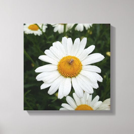Spin op Daisy Canvas Afdruk (Voorkant)