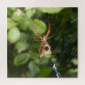 Spin op Web Arachnid Insect Macro Natuur Foto Legpuzzel (Horizontaal)