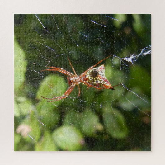 Spin op Web Arachnid Insect Macro Natuur Foto Legpuzzel (Verticaal)