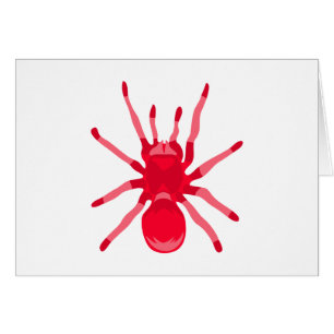 Spin (rood)