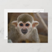 Spinaap Briefkaart (Voorkant / Achterkant)