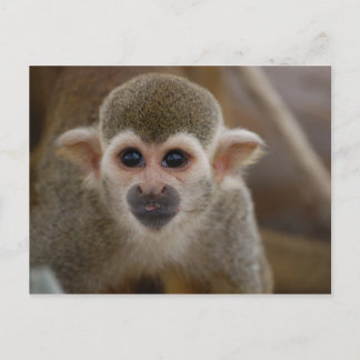 Spinaap Briefkaart
