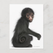 Spinaap met rode zijde - Ateles paniscus (3) Briefkaart (Voorkant)