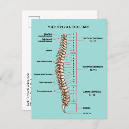 Spinal Column Anatomical Chiropractic Reactivation Briefkaart