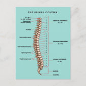 Spinal Column Anatomical Chiropractic Reactivation Briefkaart (Voorkant)