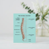 Spinal Column Anatomical Chiropractic Reactivation Briefkaart (Staand voorkant)