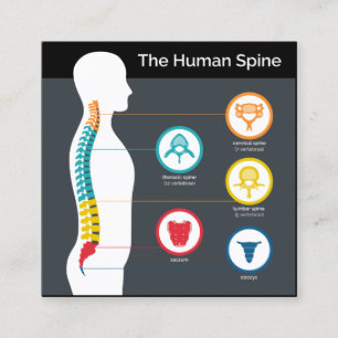 Spinale anatomie Chart Square Chiropractic Vierkante Visitekaartje