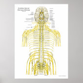 Spinale craniale zenuwen Poster van de chiropracti (Voorkant)
