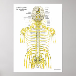 Spinale craniale zenuwen Poster van de chiropracti