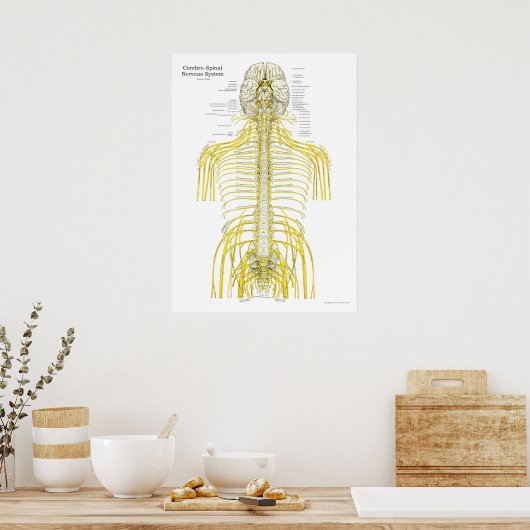 Spinale craniale zenuwen Poster van de chiropracti (Keuken)