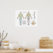 Spinale dermatomes Poster Chiropractic (Keuken)
