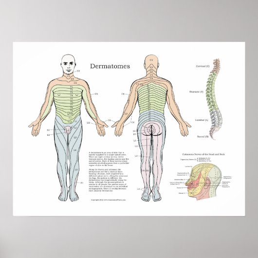 Spinale dermatomes Poster Chiropractic (Voorkant)