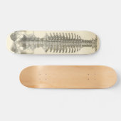 Spinale kolom skateboard (Horizontaal)