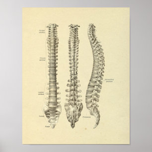 Spinale kolom Vertebrae Anatomie Botten Afdrukken Poster